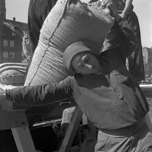 Framed Print : Danzig Harbor Worker Loading Sacks Print