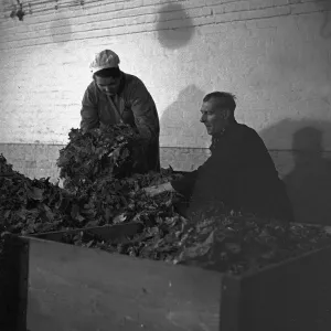 Tobacco Drying Print, Germany 1930s