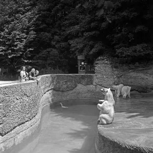 Polar Bear Enclosure Print, 1930s Germany