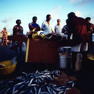 Barbados Morning Fish Market Print