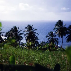 Barbados Palm Print