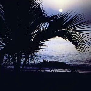 Barbados Palmwedekl Print at Sunset