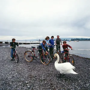 Bodensee Print: A Swan near Radoefszell