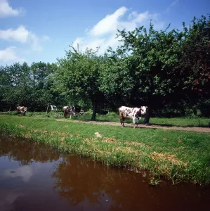 Bretagne Print: A photograph of cows near a canal in Brittany, France
