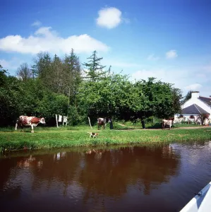 Bretagne Print: Cows along a canal path in rural Brittany, France