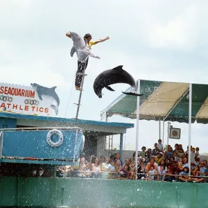 Florida Delfin Print, 1987
