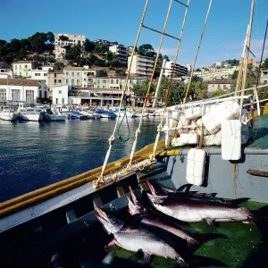 Mallorca Print: Schwertfische on a Fishing Boat in Sóller Harbour