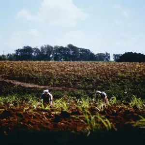 Mauritius Print: Women working in the fields, circa 1984
