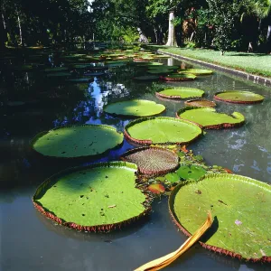 Mauritius Water Lilies Print, 1984