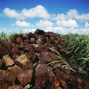 Mauritius Tourism Prints: Mauritius