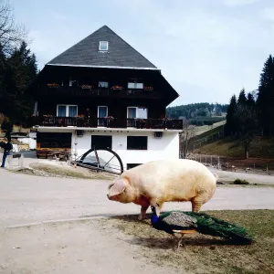 Schwarzwald Print: Pheasant and Pig near Johannenmühle in Grafenhausen