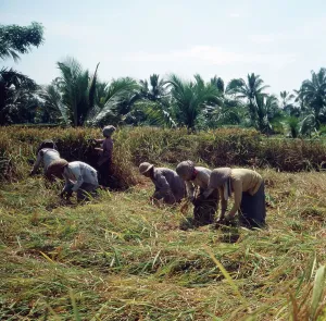 Java / Indonesien Print, 1980s