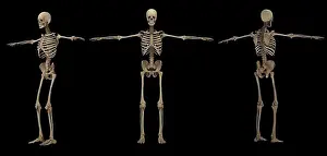 Human Physiology Illustrations Prints: 3D rendering of human skeletal system at different angles