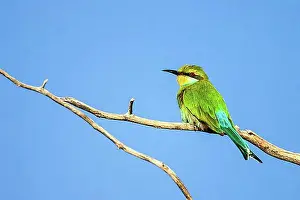 Merops Apiaster Habitat Prints: African bee-eater (Merops apiaster), South Africa, Africa
