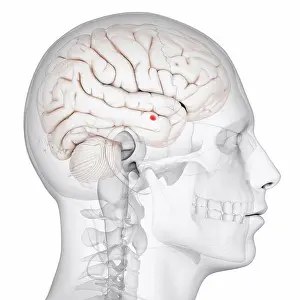 Limbic System Anatomy Prints: Amygdala of the brain, computer artwork