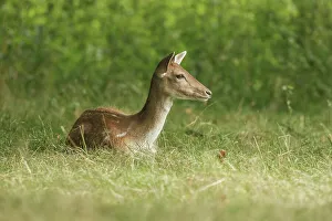 Norfolk Countryside Scenes Prints: Animals