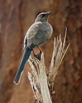 Gray Bird Species Prints: Ashy Starling