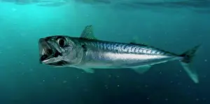 Images Dated 14th May 2015: Atlantic Mackerel Print