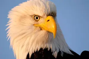 Haliaeetus Leucocephalus Prints: Bald Eagle