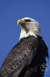Wildlife Birds Of Prey Prints: Bald Eagle