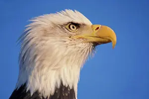 Prints of Bald Eagle Profile Leucocephalus Prints: Bald Eagle Print