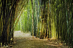 Bamboo Path Print