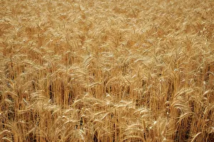 Barley Close-up Print