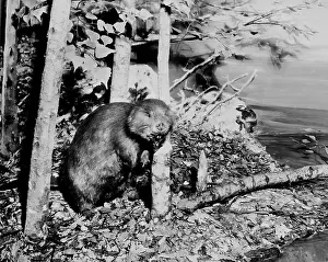 Prints of Beaver cutting down tree Beaver Prints: Beaver Cutting Down Tree Print