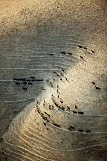 Beef Cattle Hillside Print