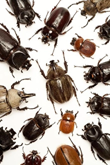 Coleoptera Images Prints: Beetle, Insect, Coleoptera