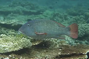 Pacific Ocean Wildlife Photography Prints: Big-headed snapper, Other animals