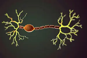 Prints of Bipolar Neuron February Prints: Bipolar Neuron Print from SuperStock