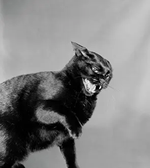 Studio Shot Of A Pet Prints: Black cat