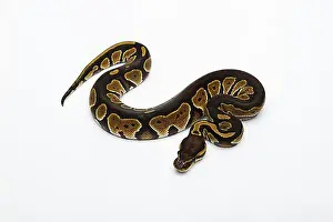 Prints of Black Head Double Het Albino Ghost Ball Python or Royal Python (Python regius), female Boa Constrictor Prints: Black Head Double Het Albino Ghost Ball Python Print