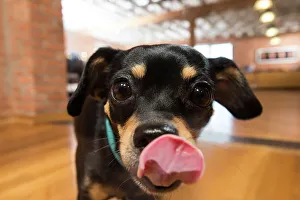 Close Up Dog Photos Prints: BLD234685