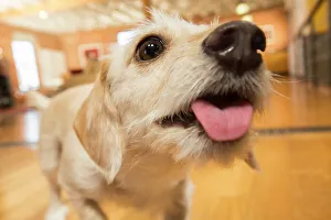Close Up Dog Photos Prints: BLD234686