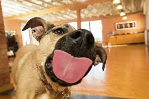 Close Up Dog Photos Prints: BLD234688