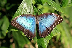 South American Insects Prints: Blue Morpho, (Morpho anaxibia), South America, Imago