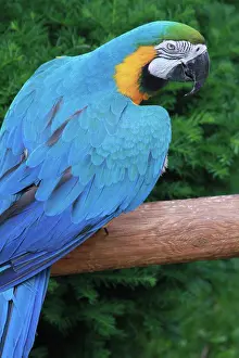 Ara Ararauna Species Prints: Blue Parrot looking at camera
