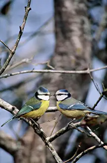 Bird On Branch Prints: blue tit