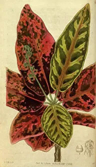 Prints of Botanical print by Sir William Jackson Hooker, FRS, 1785 - 1865, English botanical illustrator Royal Botanic Gardens, Kew Prints: Botanical Print of a Plant Species by Sir William Jackson Hooker