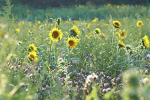 Bright Yellow Sunflower Print at Sunset