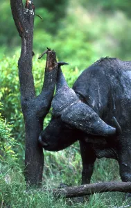 Buffalo Print: Tree Stump Scratching Scene
