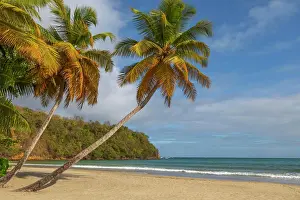 Prints of Caribbean, Grenada, Grenadines. Palm trees and ocean at La Sagesse Beach Related Prints: La Sagesse Beach Print: Palm Trees and Ocean Scene