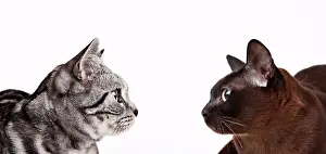 White Background Animal Cutouts Prints: Cats looking at each other, Studio