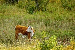 Farm Landscapes Prints: Cattle, Alberta Canada