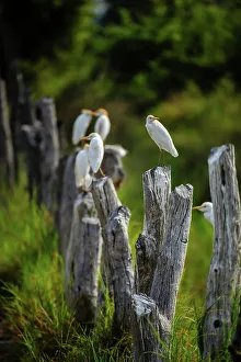 Cattle Egret Images Prints: Cattle Egret (Bubulcus ibis) on posts