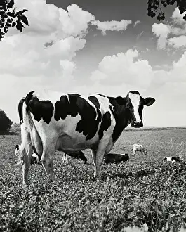 Rural Countryside Prints: Cattle standing in a field