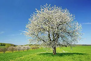 Wild Cherry Blossoms Prints: Cherry tree in spring, Prunus avium, Basel-Land, Switzerland, Europe