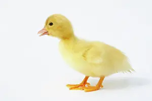 Images Dated 28th February 2012: SuperStock Print: Standing Cut-Out Chick